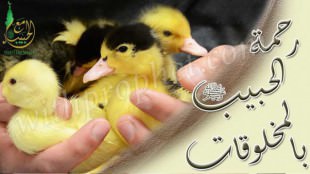 حياة رسول الله صلى الله عليه وسلم مع سائر المخلوقات